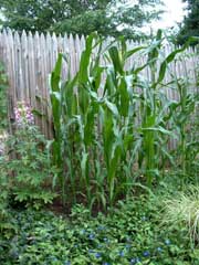 corn